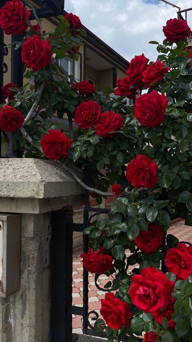 Corporate meeting room with carefully timed floral arrangements that maintain elegance throughout business hours
